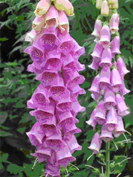 Der Rote Fingerhut - Digitalis  purpurea
